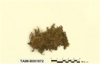 藏品(梳苔)的圖片